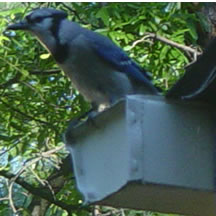 Bluejay on roof, screaming at TIg