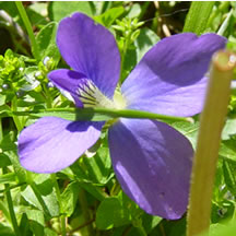Purple clover