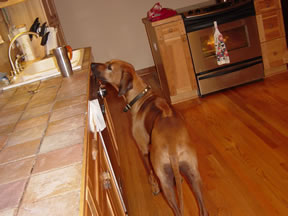 Counter-surfing: No food here, move along
