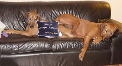 Dogs on sofa with stupid aphorism pillow