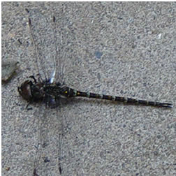 Ew. Dead dragonfly. Ew. Ew. Ew. EW!
