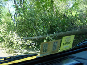 Trees down along the road home