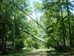 Trees down over the road
