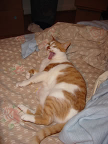 Yawn.  Kitties are such in-teresting people.