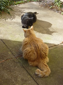 Nose to nose with the dreaded strange black cat.
