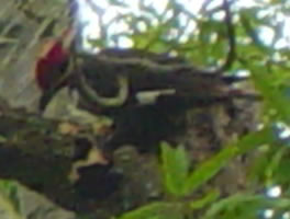 Pileated woodpecker pecking for bugs