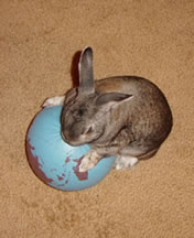 Rabbit humps the world