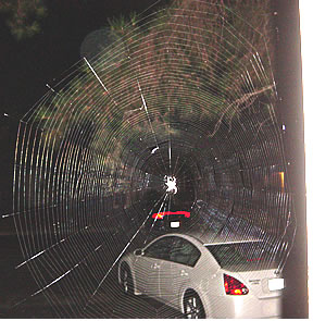 Spiderweb in doorway, ew! Ew!