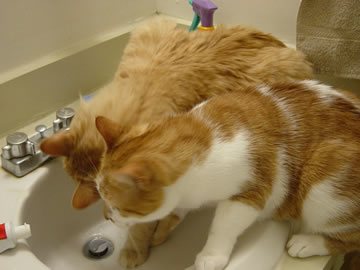 Tig squeezes in. As he's the alpha cat, Gracie lets him.