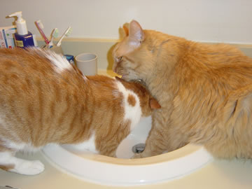 Gracie squeezes back. It's time for the ritual ear-licking.