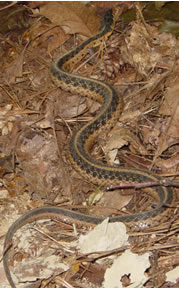 Look out! It's the harmless Easter Garter snake!