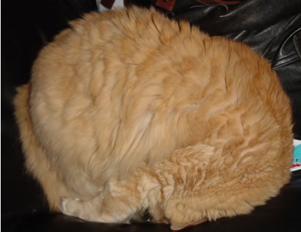 Tig looking like a tribble