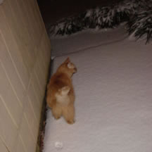 Tig gives up and walks on the snow