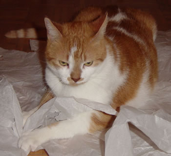 Gracie on tissue paper