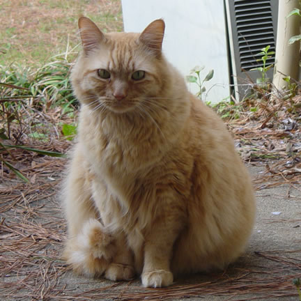 Still just Tig, doing the cat equivalent of shrugging his shoulders.