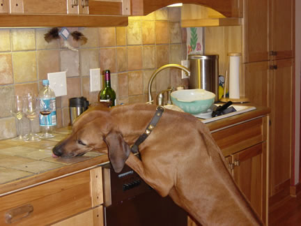 Worf does a little countersurfing