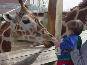 Max feeds a giraffe