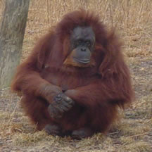 Sulky orangutan