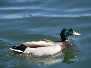 A green headed mallard