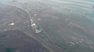 blob Beware of the blob (in the Arctic)