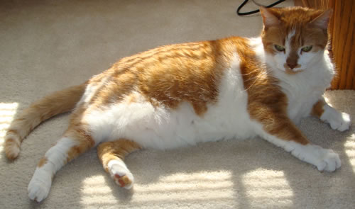 Gracie in the sun Gracie in the sun