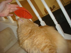 Tig almost wearing a kippa