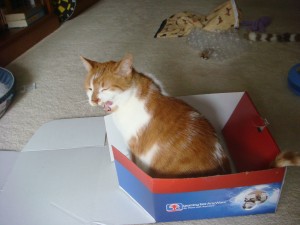 Gracie, yawning, in a box