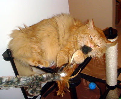 Tig on the kitty condo