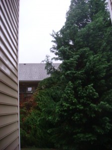 Tree down in Hurricane Irene
