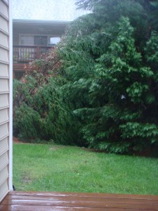 Tree down in Hurricane Irene