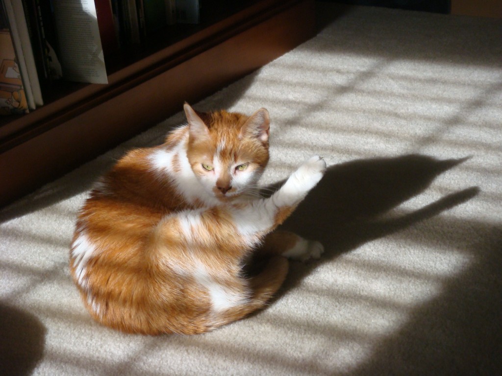 Gracie in the sunlight on Erev Rosh Hashana