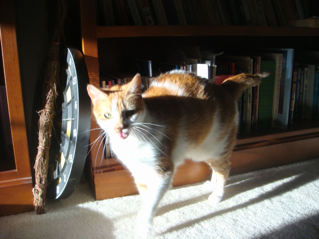 Gracie mewing in the sunlight