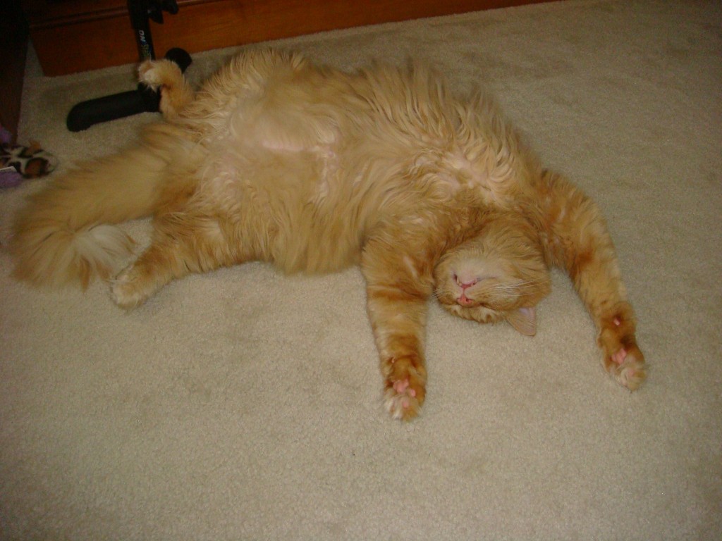 Tig in repose Tig the goofball, sleeping