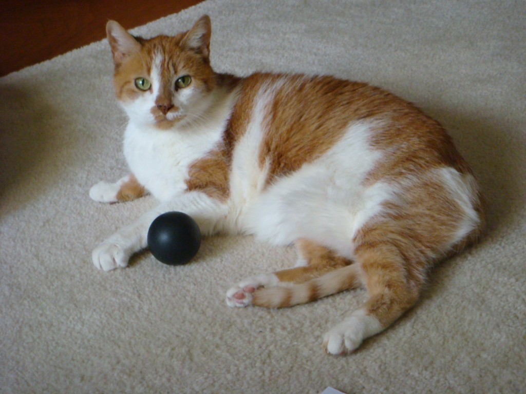 Gracie and her ball