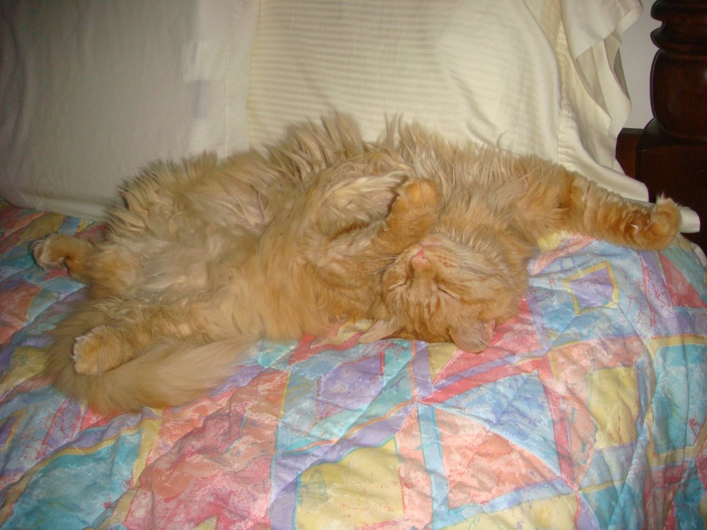 Tig belly Tig the goofball, belly shot