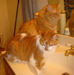 Tig and Gracie on the vanity