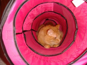 Tig in his tunnel