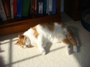 Gracie loves the sun!