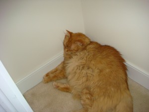 Tig, sick in the corner