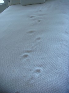 Bedprints
