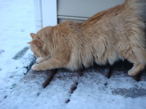 Tig in the snow