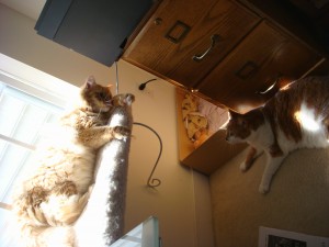 DSC06995 Tig and Gracie