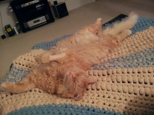 Tig sleeping without the cone