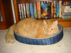 Tig in Gracie's bed!