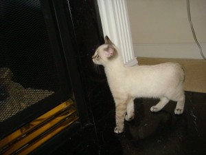 Meimei by the fireplace