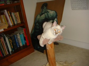 Meimei on the scratching post