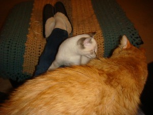 Tig and Meimei in my lap