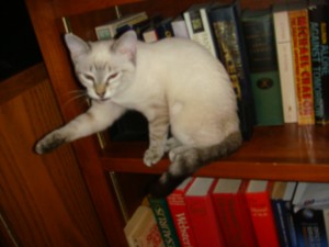 Meimei in the bookshelf