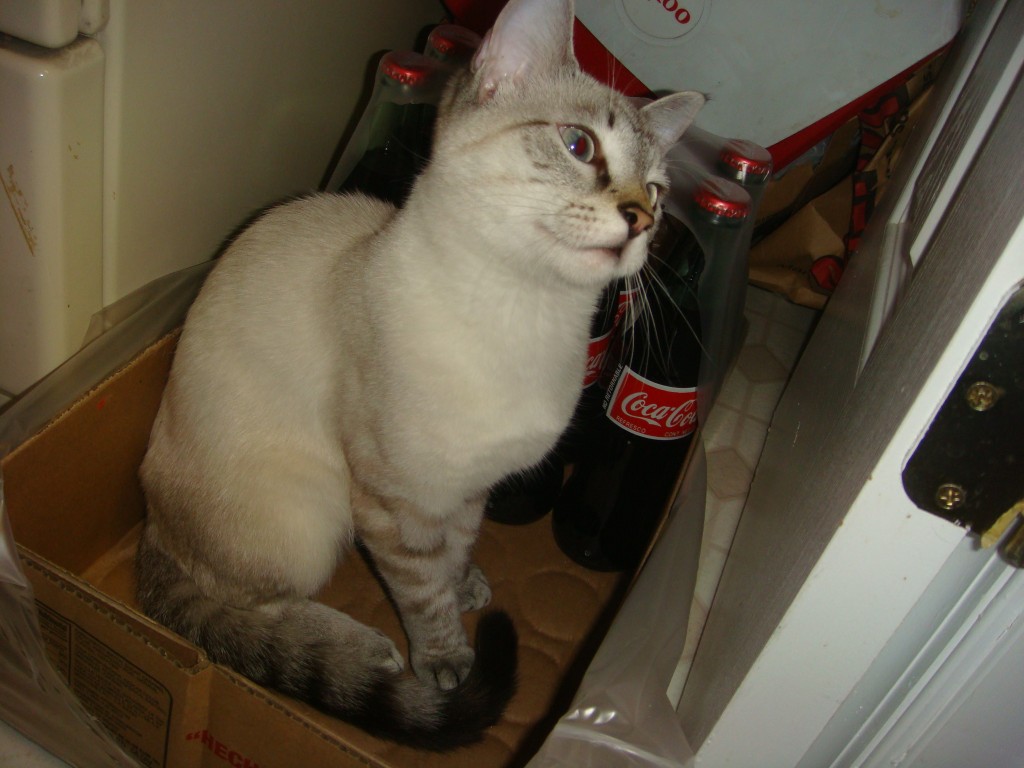 Meimei in Coke box