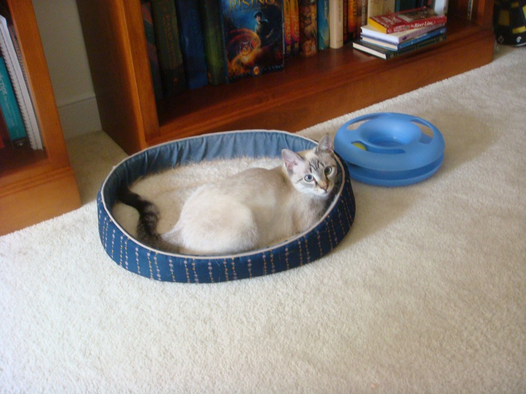 Meimei in cat bed